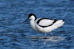 Avocet, RSPB Adwick Washlands.