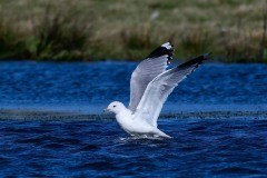 Common Gull, RSPB Adwick Washlands.