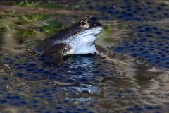 Frog, RSPB Adwick Washlands.