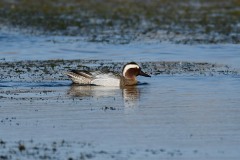 Garganey, RSPB Adwick Washlands.