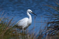 Little Egret, RSPB Adwick Washlands.