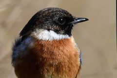 Stonechat, RSPB Adwick Washlands.