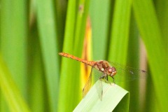 IMG_6124, Mosaic Reserve, Austerfield. 