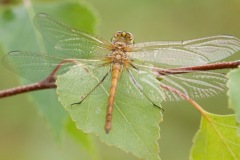 IMG_6192, Mosaic Reserve, Austerfield. 