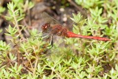 IMG_6273, Mosaic Reserve, Austerfield. 