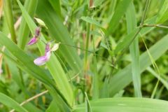 Marsh Pea, Lathyrus palustris