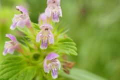 Common Hemp Nettle