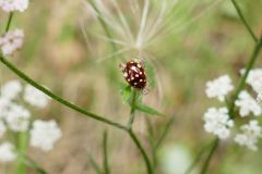 Cream spotted Ladybird