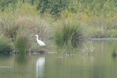 Little Egret