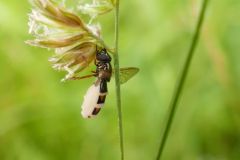 Fungal fly