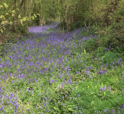 Bluebell wood at John Scott's farm.