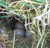 Ground nest  at John Scott's Farm.