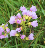 Lady’s smock Cardamine pratensis at John Scott's Farm