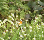 Orange tip butterfly Anthocharis cardamines on Greater Stitchwort Stellaria holostea.