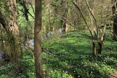 Anemones by the River Went