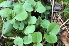 Himalayan Balsam seedlings, Wentbridge