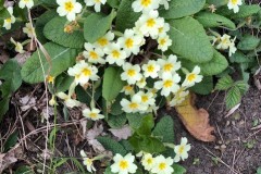 Primroses at Wentbridge