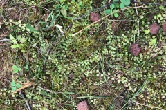 Bog Pimpernel Anagallis tenella at Hurst Lane Gravel Pits