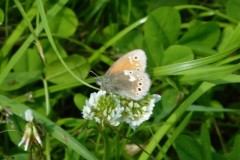 Large-Heath-Butterfly, Crowle Moor.