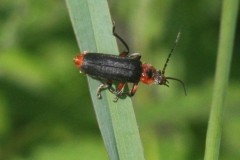 Beetle