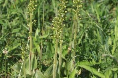 Twayblade