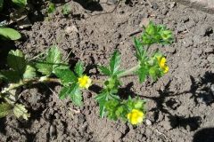 Ternate leaved Cinquefoil (Potentilla norvegica), Bessacarr,