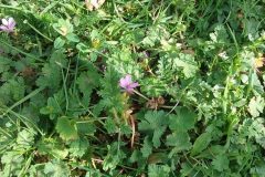 Common Storksbill (Erodium cicutarium), Manor Farm.