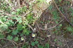 Field Pansy ( Viola arvensis), Manor Farm.