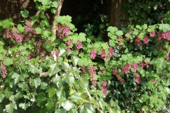 Flowering Currant (Ribes sanguineum), Bessacarr Lane.