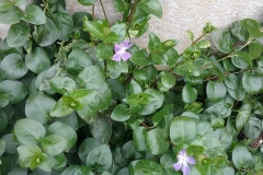 Greater Periwinkle,(Vinca major), Bessacarr 8 March