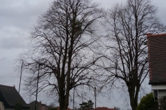 Mistletoe-Viscum-album-near-Bawtry-Road-Doncaster.-2-2