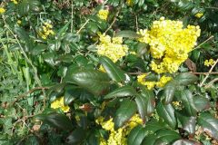 Oregon Grape (Mahonia aquifolium), Bessacarr Lane