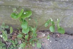 Spring Beauty (Claytonia perfoliata), Bessacarr Lane.