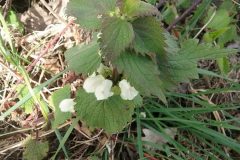 White Dead-nettle (Lamium album), Manor Farm.