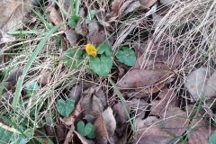 lesser-celandine-Ficaria-verna