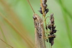 Common Field Grasshopper - Chorthippus brunneus, Denaby Ings (Missing rear legs).