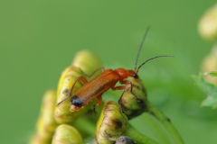 Common Red Soldier Beetle - Rhagonycha fulva, Denaby Ings.