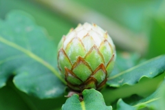 Andricus foecundatrix (Artichoke Gall), Denaby Ings.