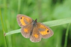 Gatekeeper - Pyronia tithonus, Denaby Ings.