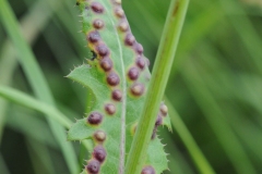 Cystiphora sonchi on Sow Thistle, Denaby Ings.