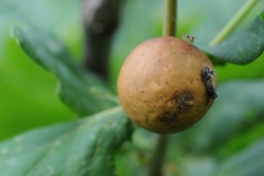 Andricus kollari (Marble Gall), Denaby Ings.