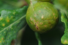 Andricus kollari (Marble Gall), Denaby Ings.