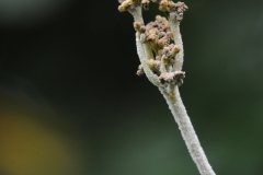 Unknown fungus on Meadow Sweet, Denaby Ings.