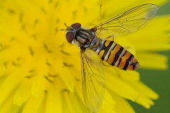 Episyrphus balteatus, Denaby Ings.