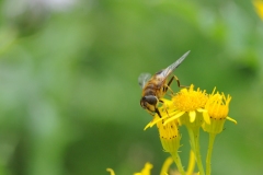 Eristalis intricarius, Denaby Ings.