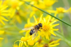 Eristalis intricarius, Denaby Ings.