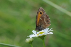 Gatekeeper - Pyronia tithonus, Denaby Ings.