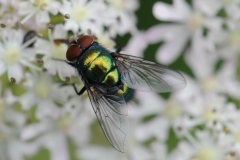 Lucilia sericata, Denaby Ings.