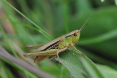 Meadow Grasshopper - Chorthippus parallelus, Denaby Ings.