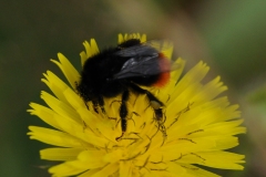 Red-tailed Bumblebee - Bombus lapidarius, Denaby Ings.